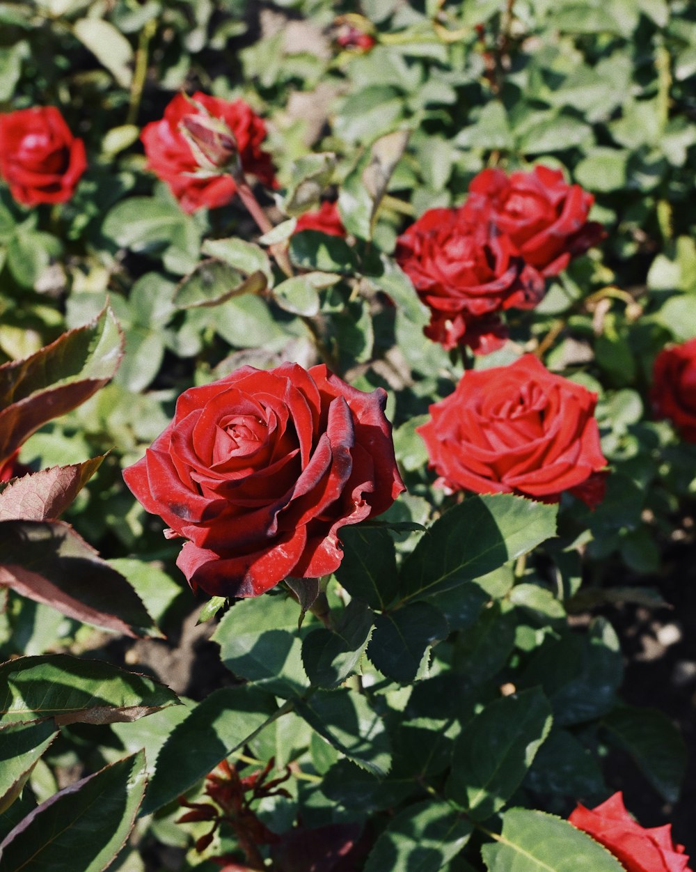 a field of red roses with green leaves