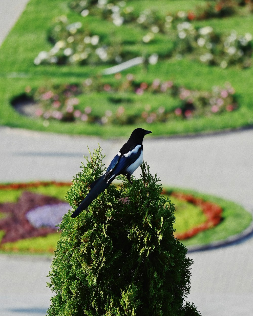 a black and white bird sitting on top of a tree
