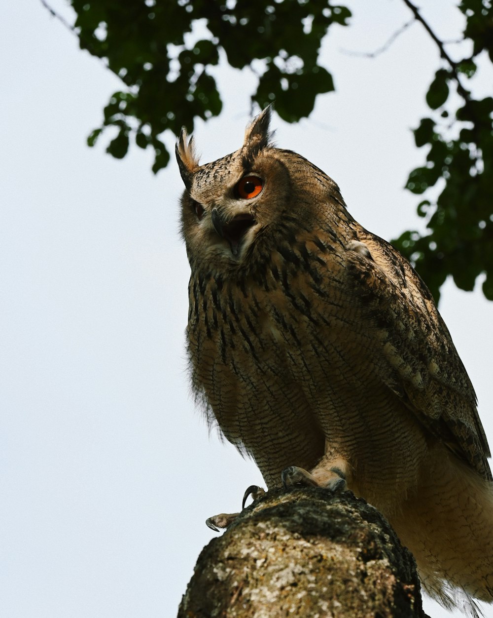 an owl sitting on top of a tree branch