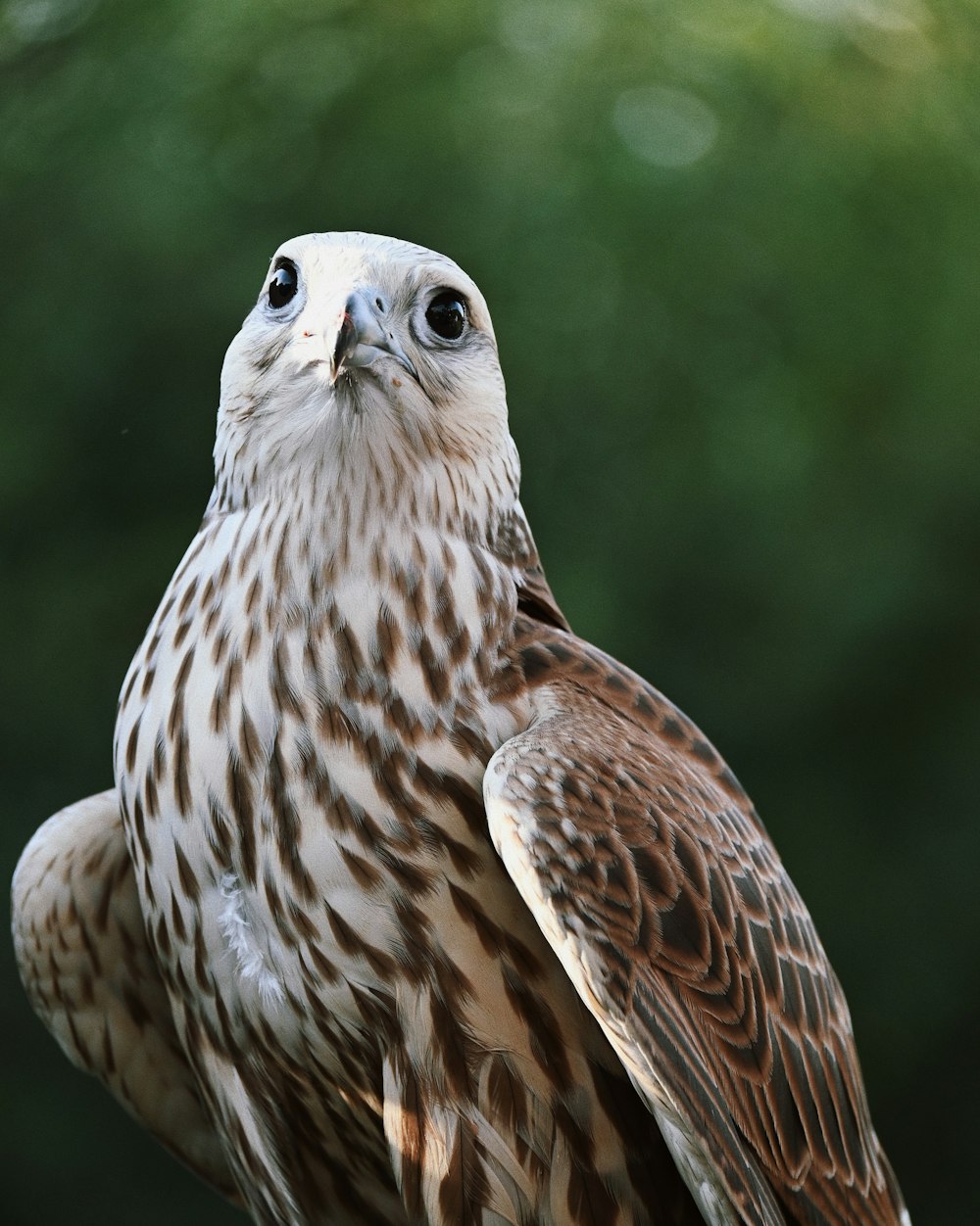 a close up of a bird of prey