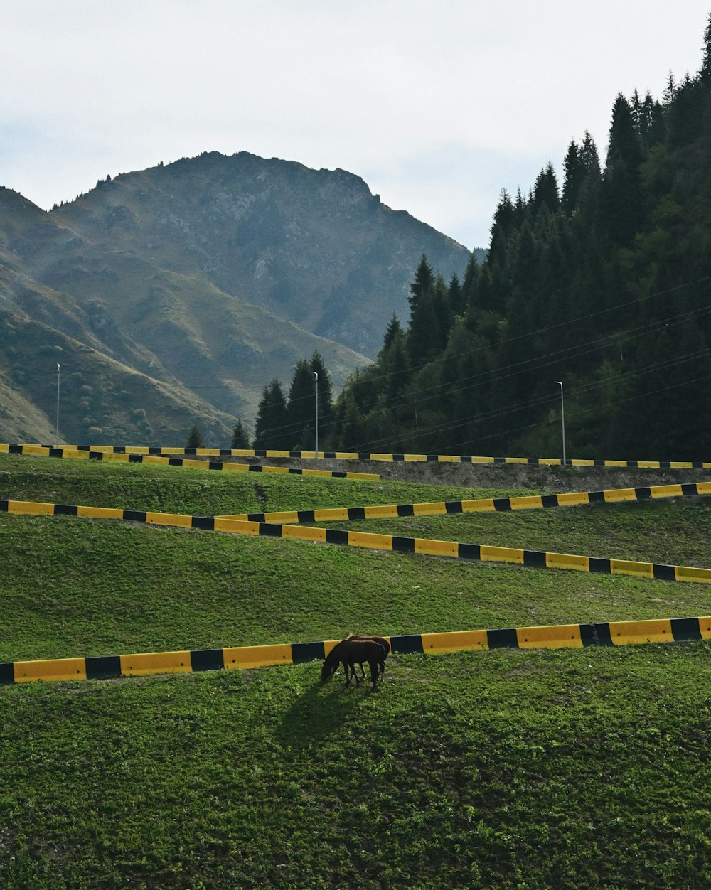 a horse grazing on a lush green hillside