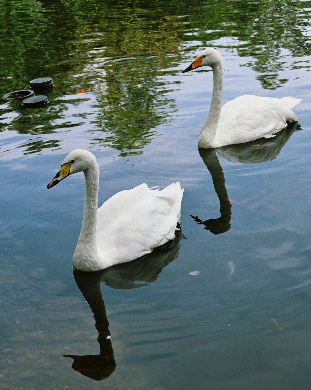 two white swans are swimming in a pond