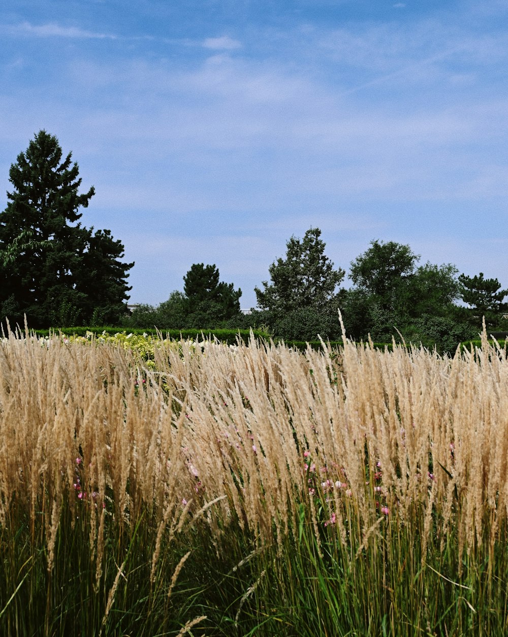 a field of tall grass with trees in the background