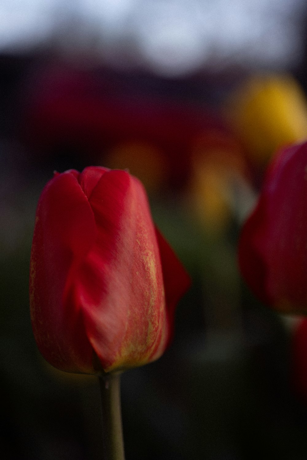 a close up of a red flower with a blurry background