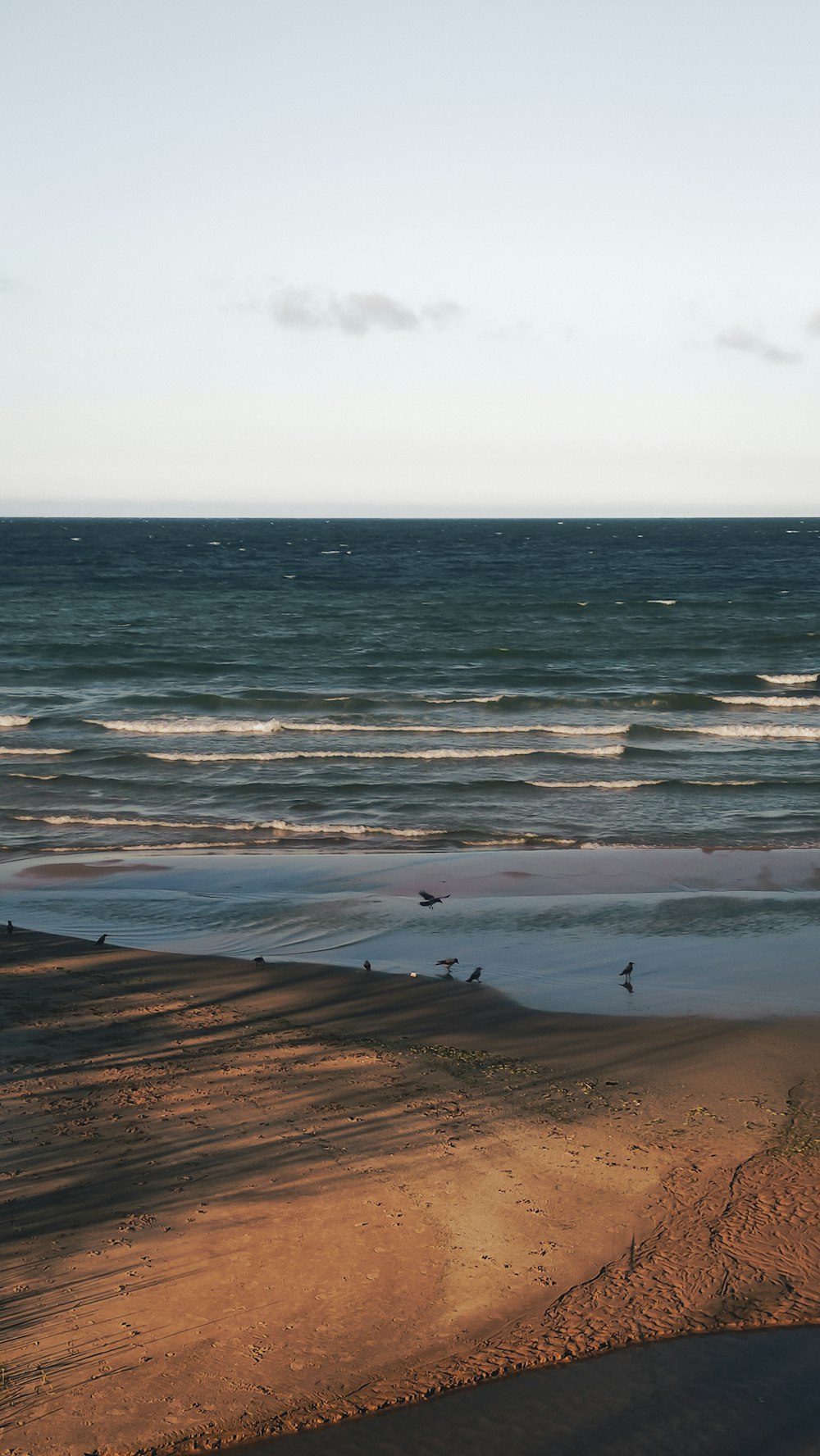 a group of birds standing on top of a sandy beach