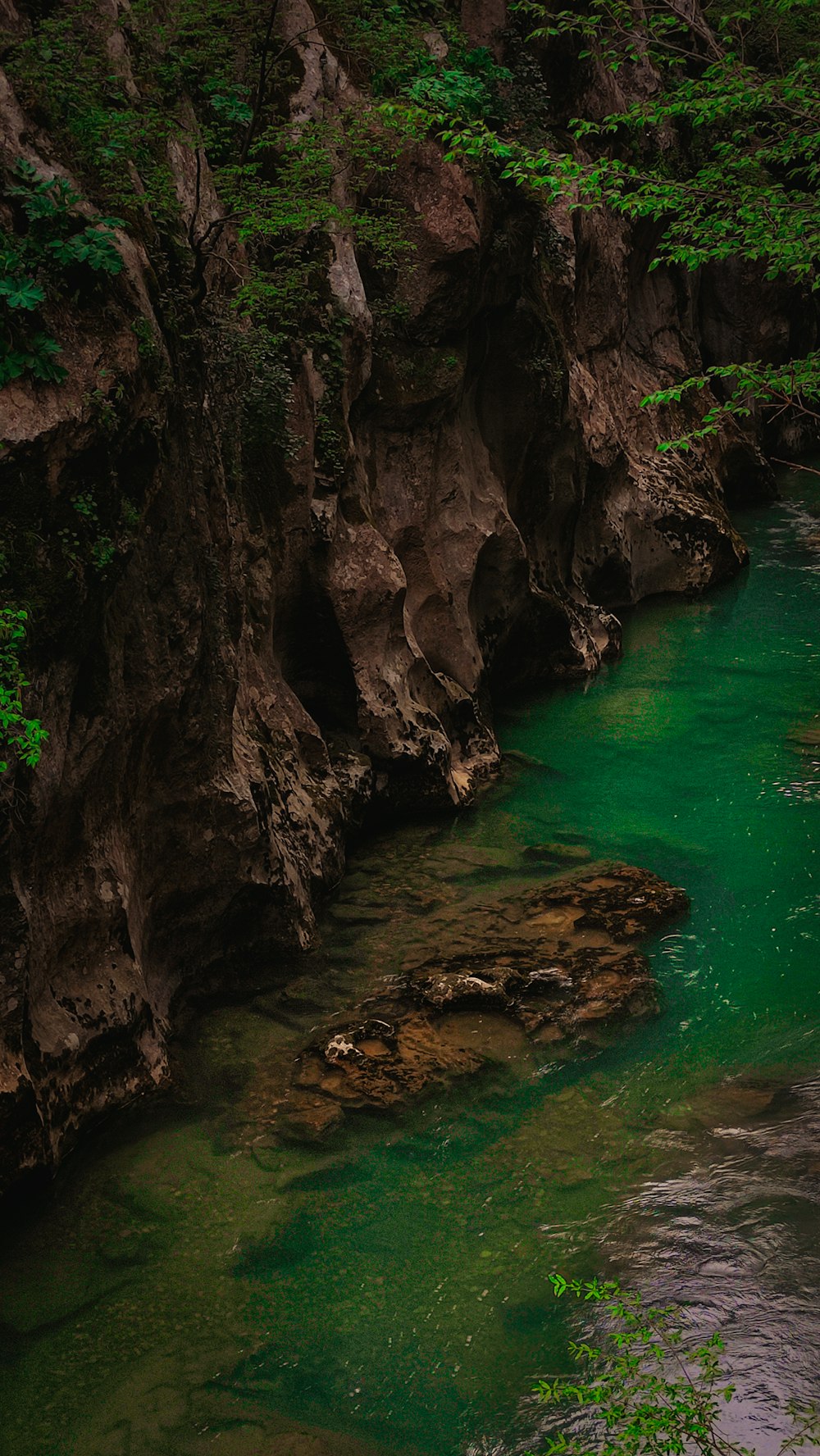 a river running through a lush green forest