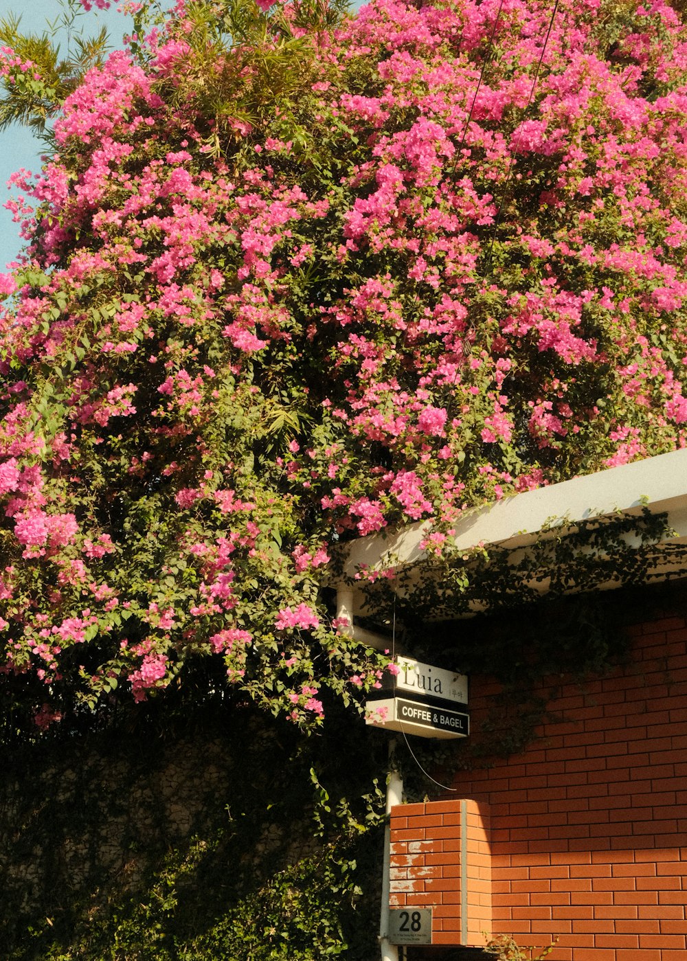 a pink flowering tree next to a brick building