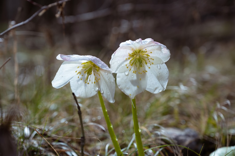 two white flowers with yellow stamens in a field