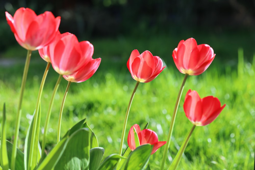 a group of red flowers sitting in the grass