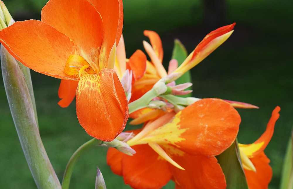 um close up de uma flor laranja com um fundo verde