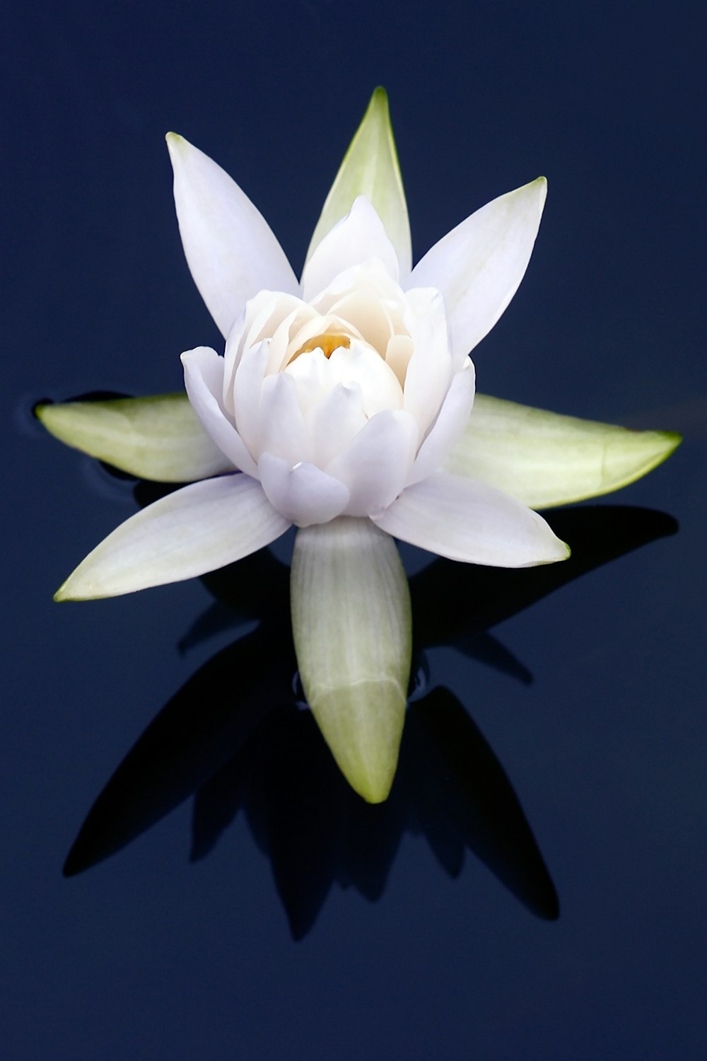 a white flower floating on top of a body of water