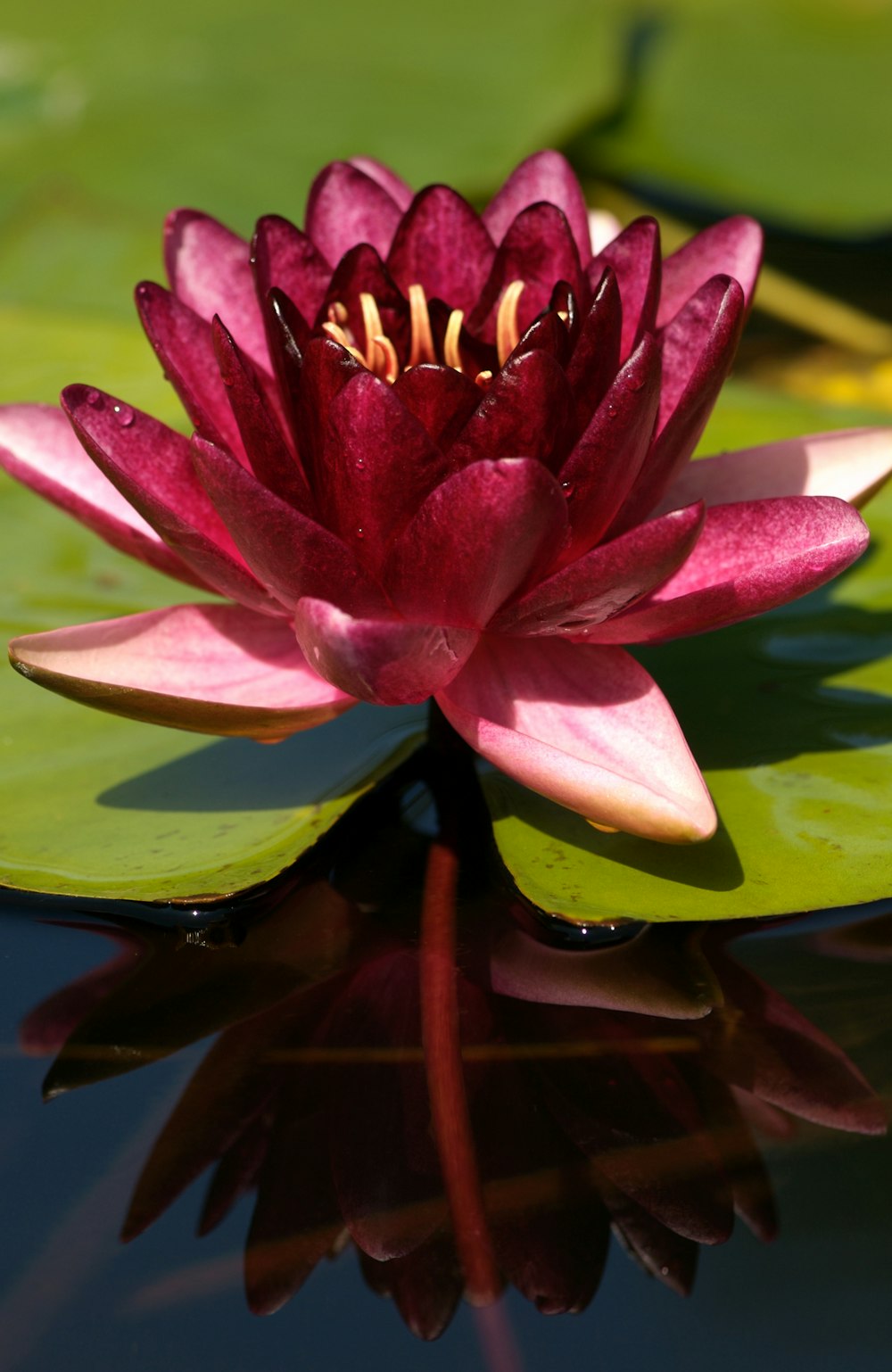 a red water lily in a pond with lily pads
