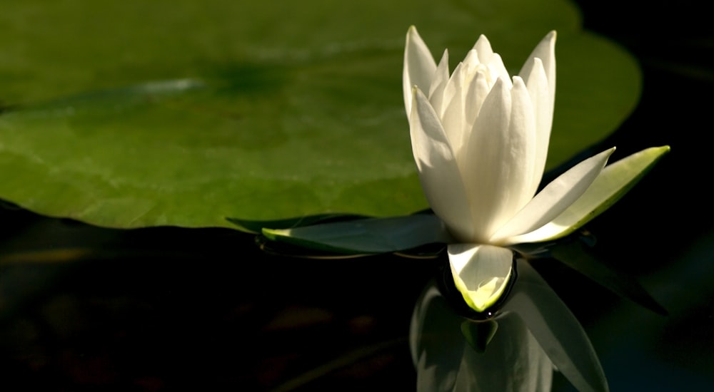 a white water lily floating on top of a body of water