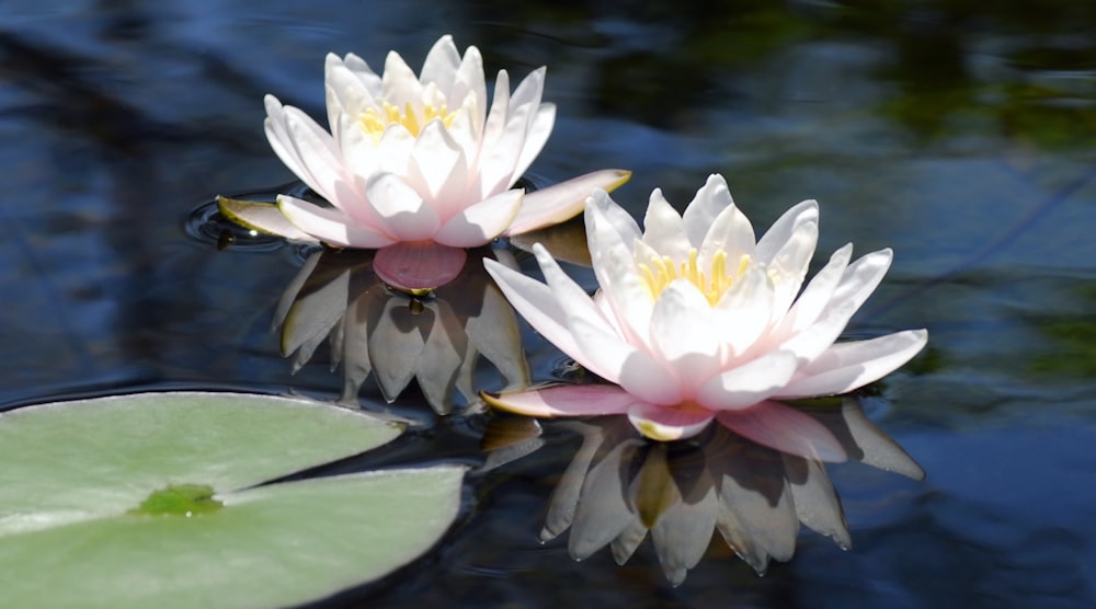 two white water lilies floating on top of a pond