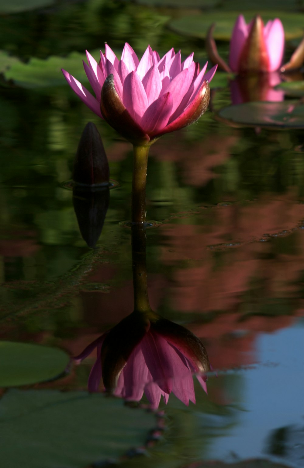 a pink flower floating on top of a body of water