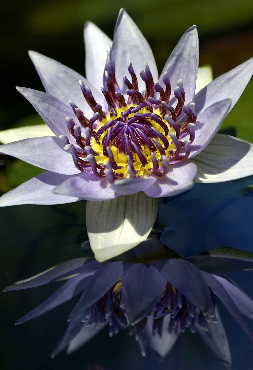 a purple and yellow flower sitting on top of a pond
