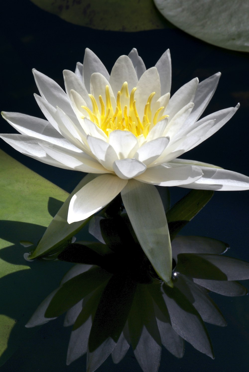 a white waterlily floating on top of a body of water