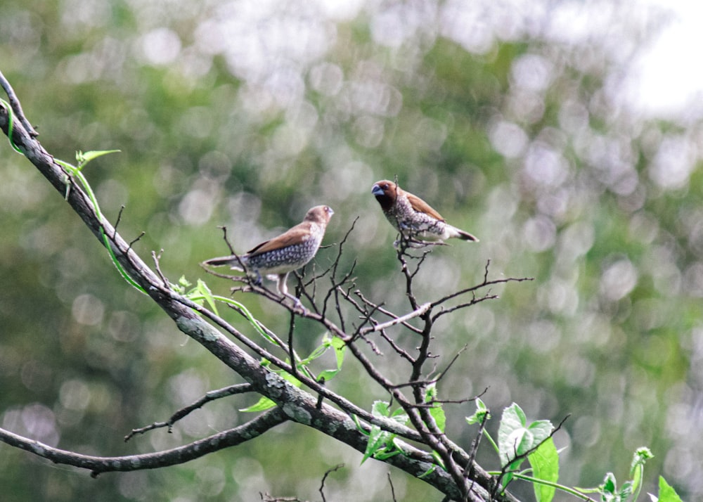 a couple of birds sitting on top of a tree branch