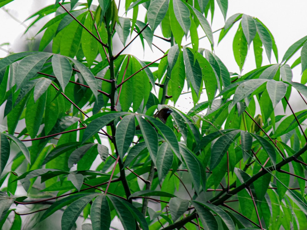 a bird perched on a branch of a tree