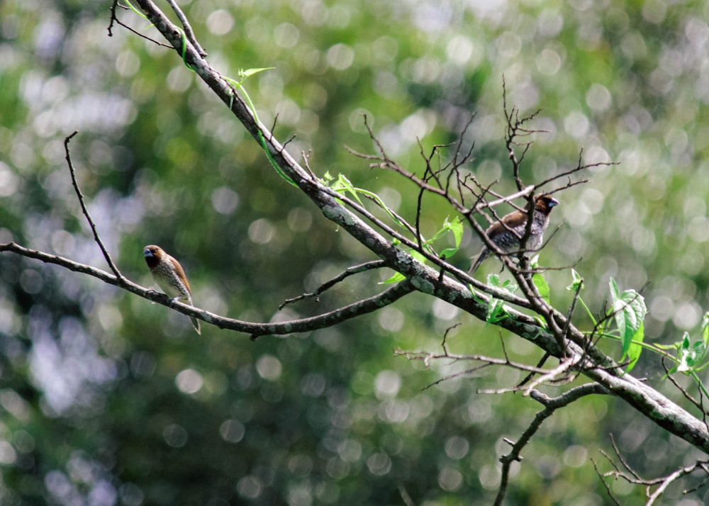 a couple of birds sitting on top of a tree branch