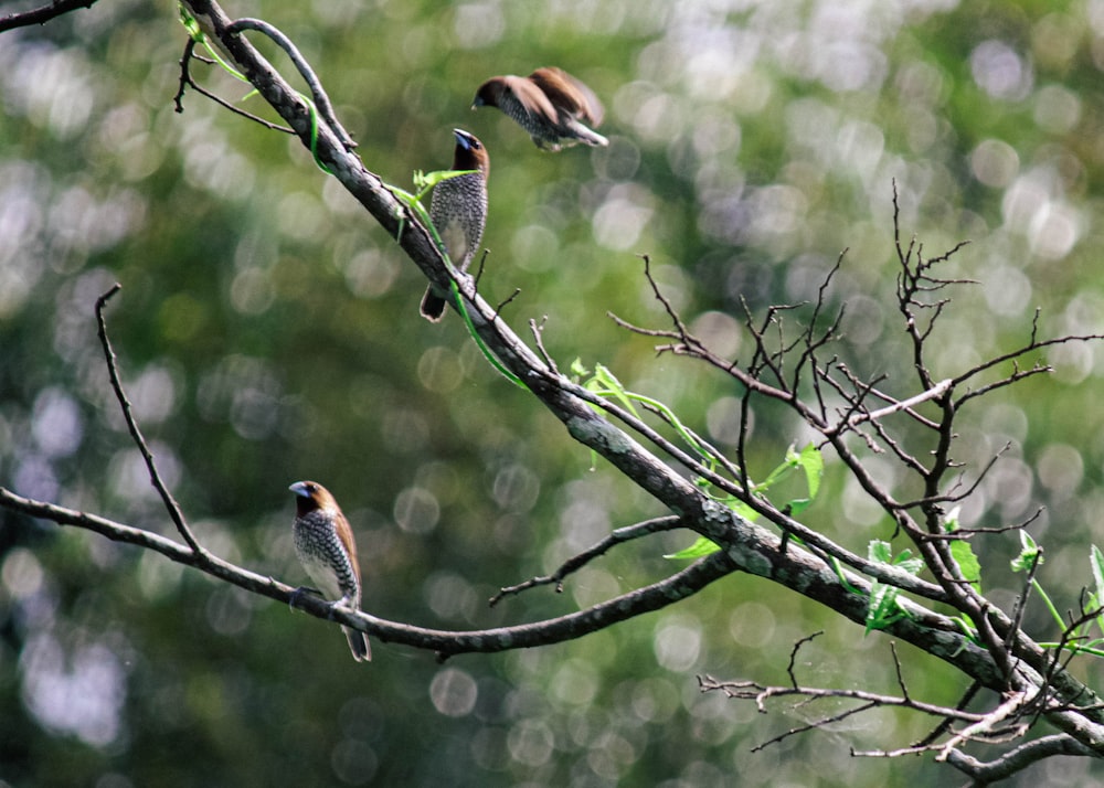 a couple of birds sitting on top of a tree branch