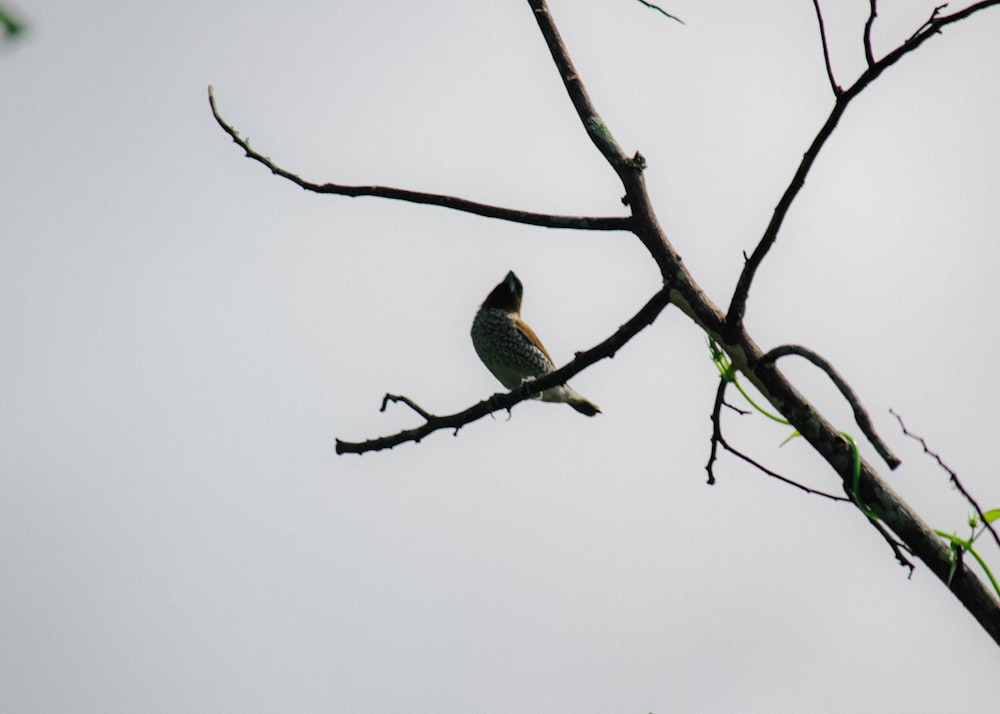 a bird sitting on a branch of a tree