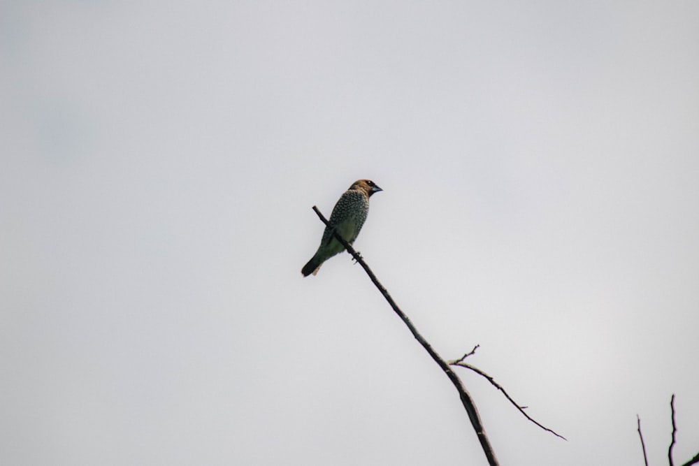 a small bird sitting on top of a tree branch