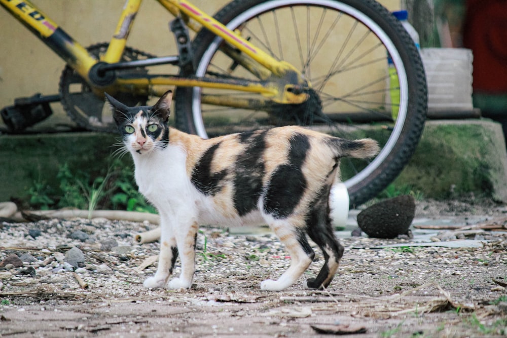 a black, white and orange cat standing next to a bike
