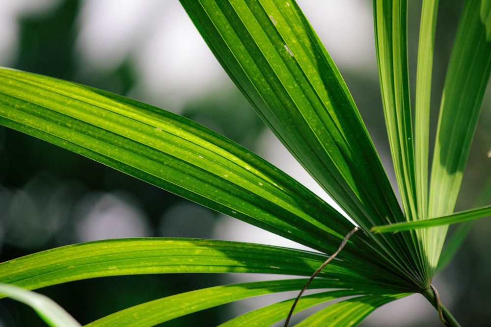 a close up of a green leaf with a blurry background