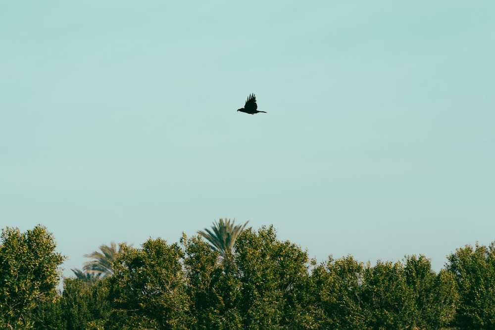 a bird flying in the sky over some trees