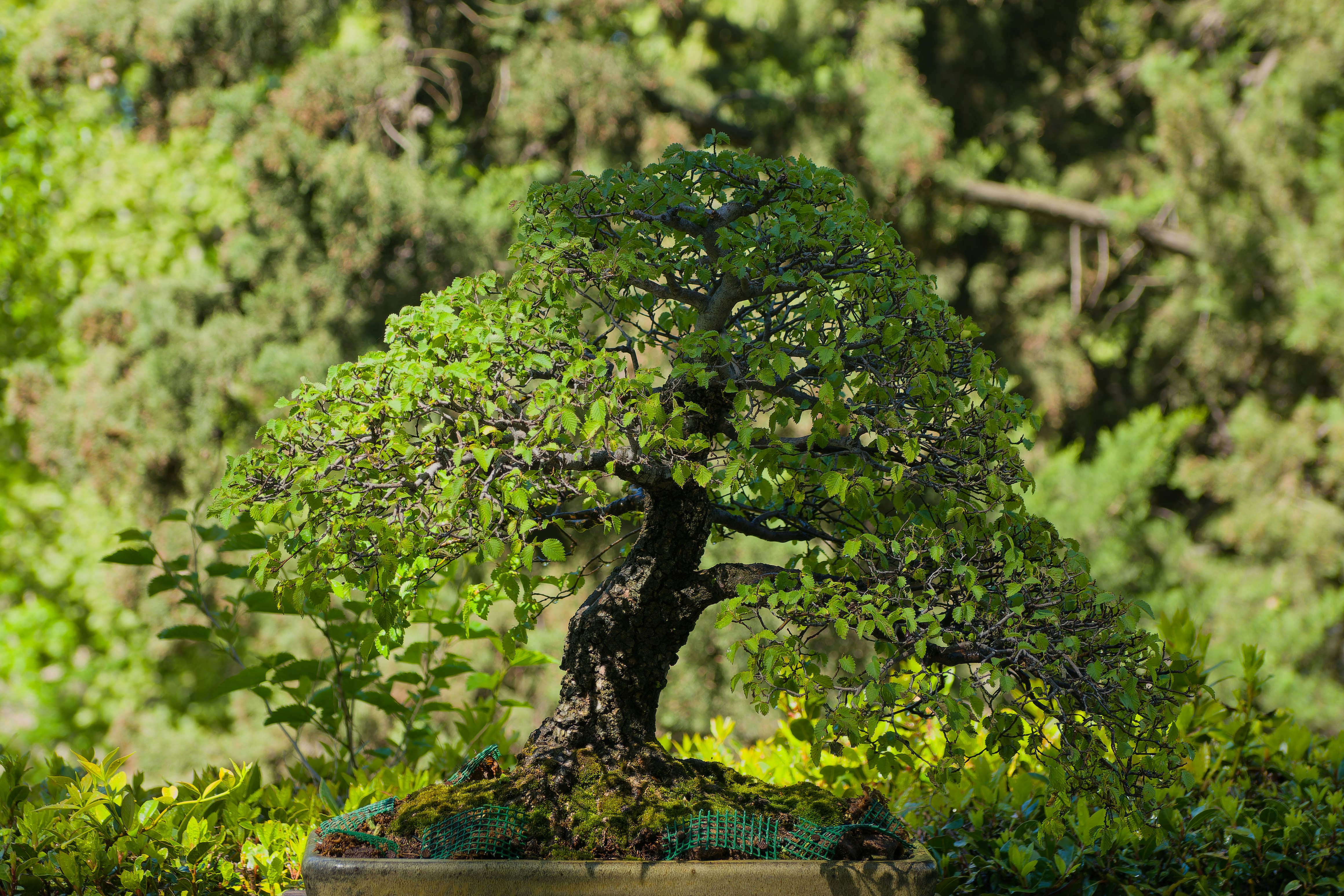 a bonsai tree in a pot in a garden