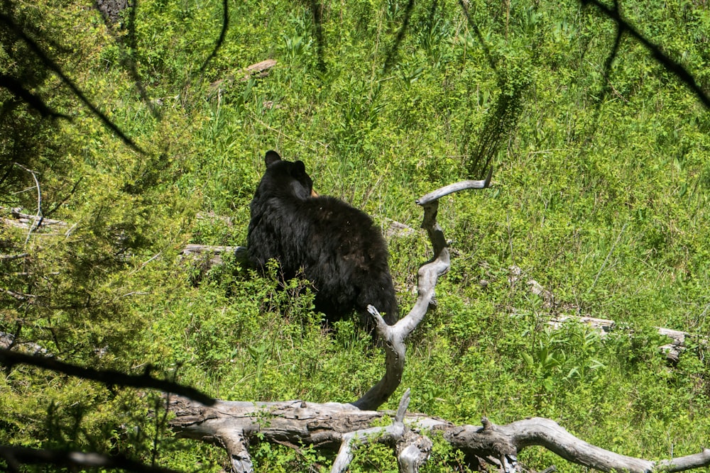 a black bear walking through a lush green forest