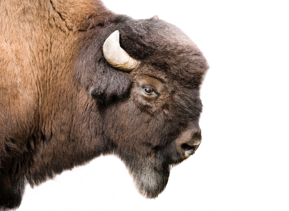 Un primer plano de un bisonte con un fondo blanco