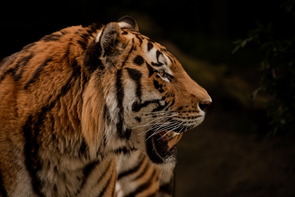 a close up of a tiger with its mouth open