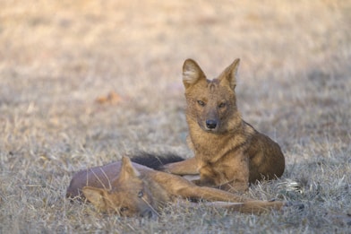 a couple of animals laying on top of a dry grass field