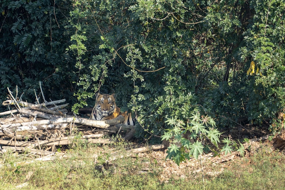 a tiger sitting on top of a pile of logs