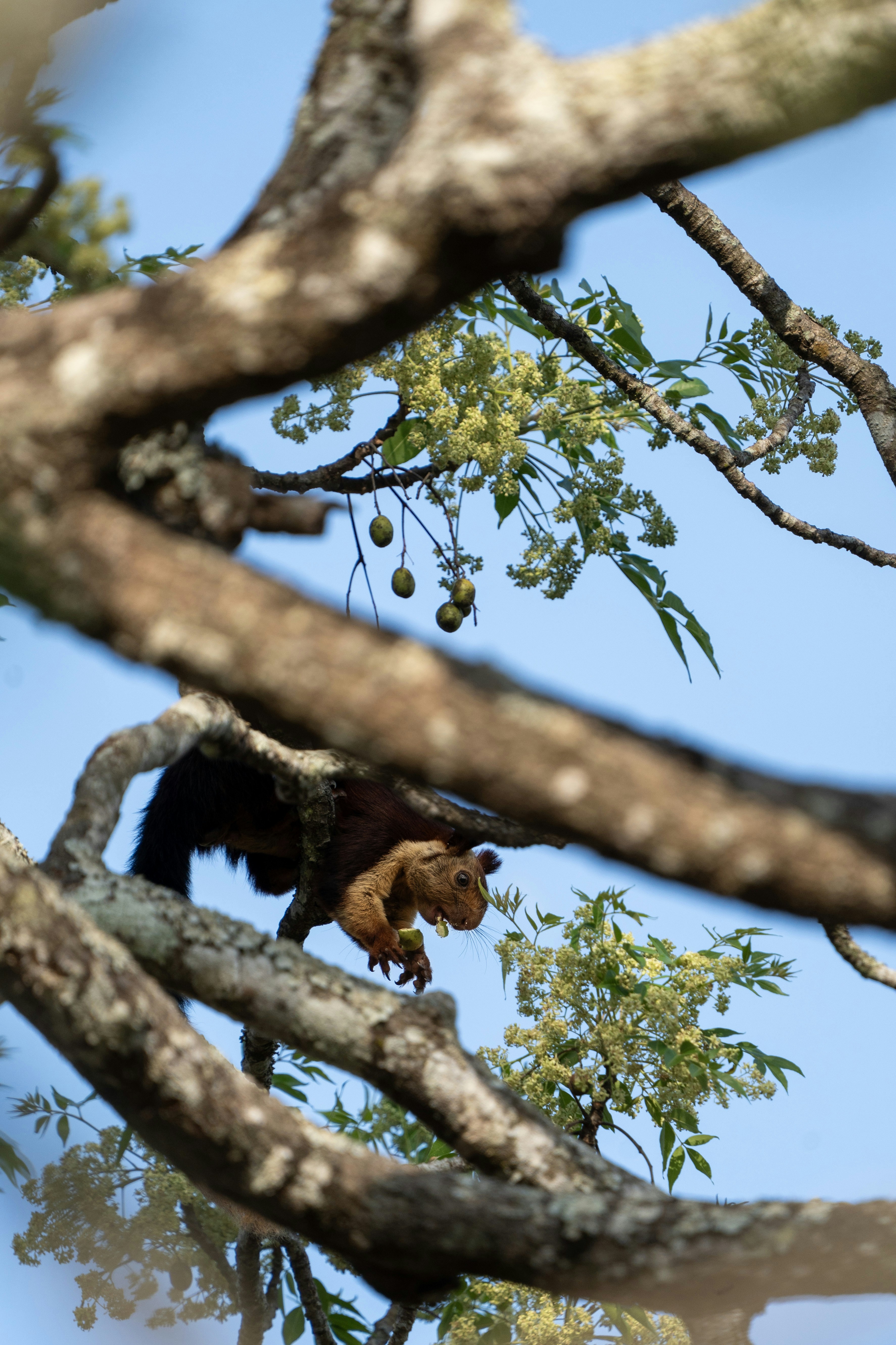 4 Indian Giant Squirrel (image credits: unsplash)