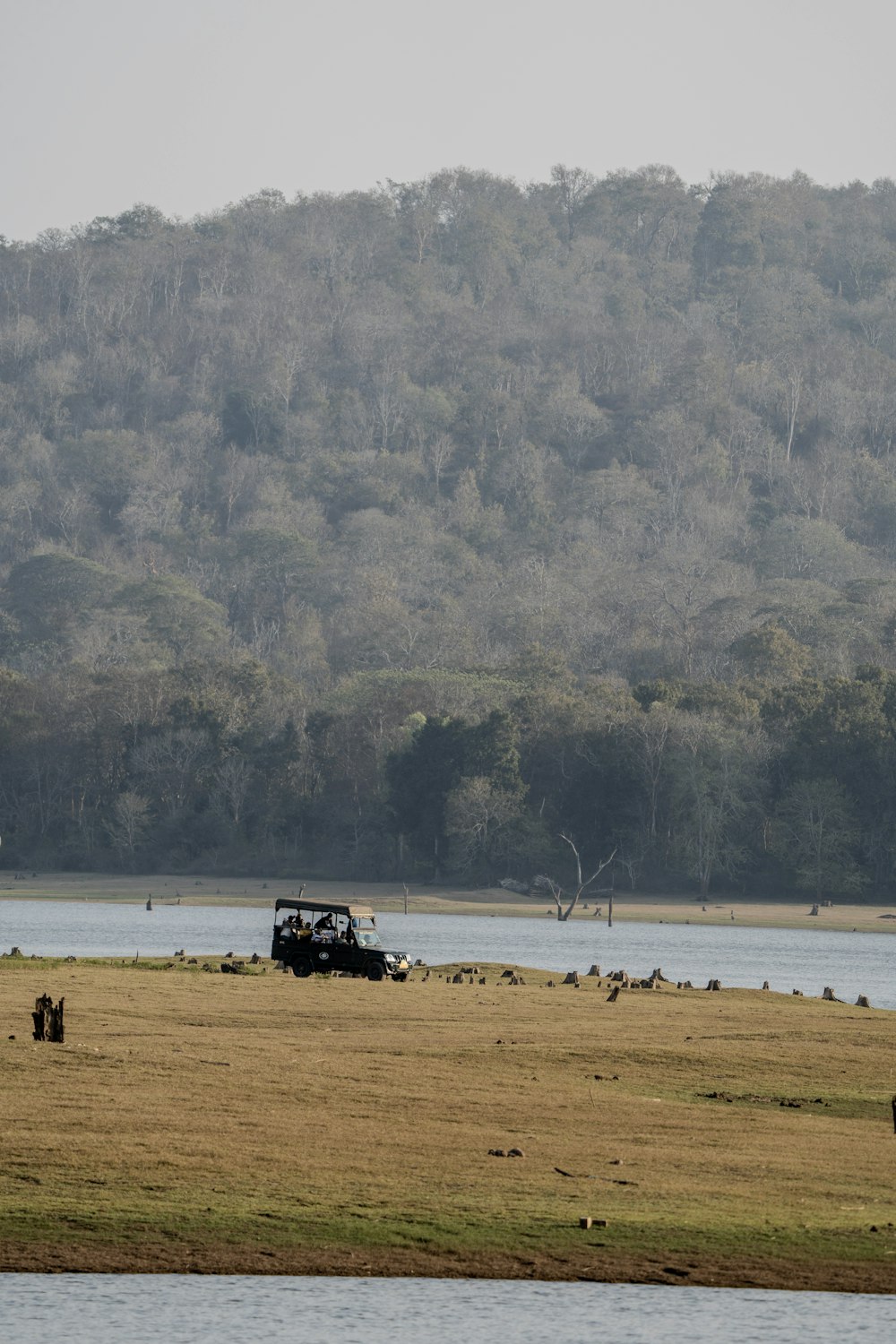 a group of animals grazing in a field next to a body of water