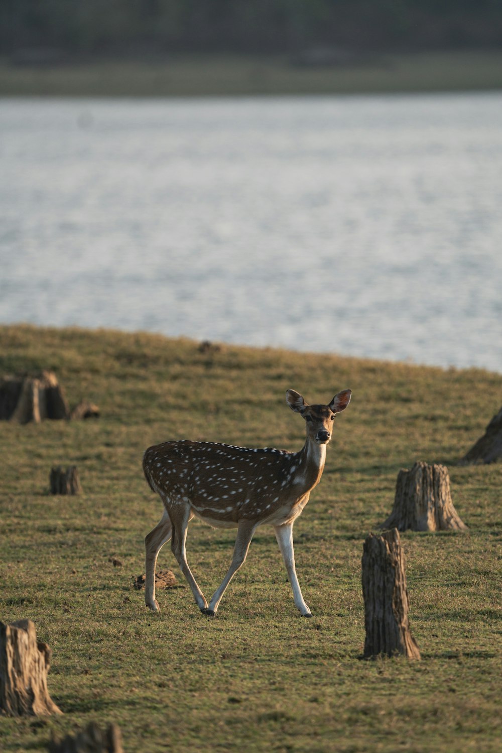 a small deer walking across a lush green field