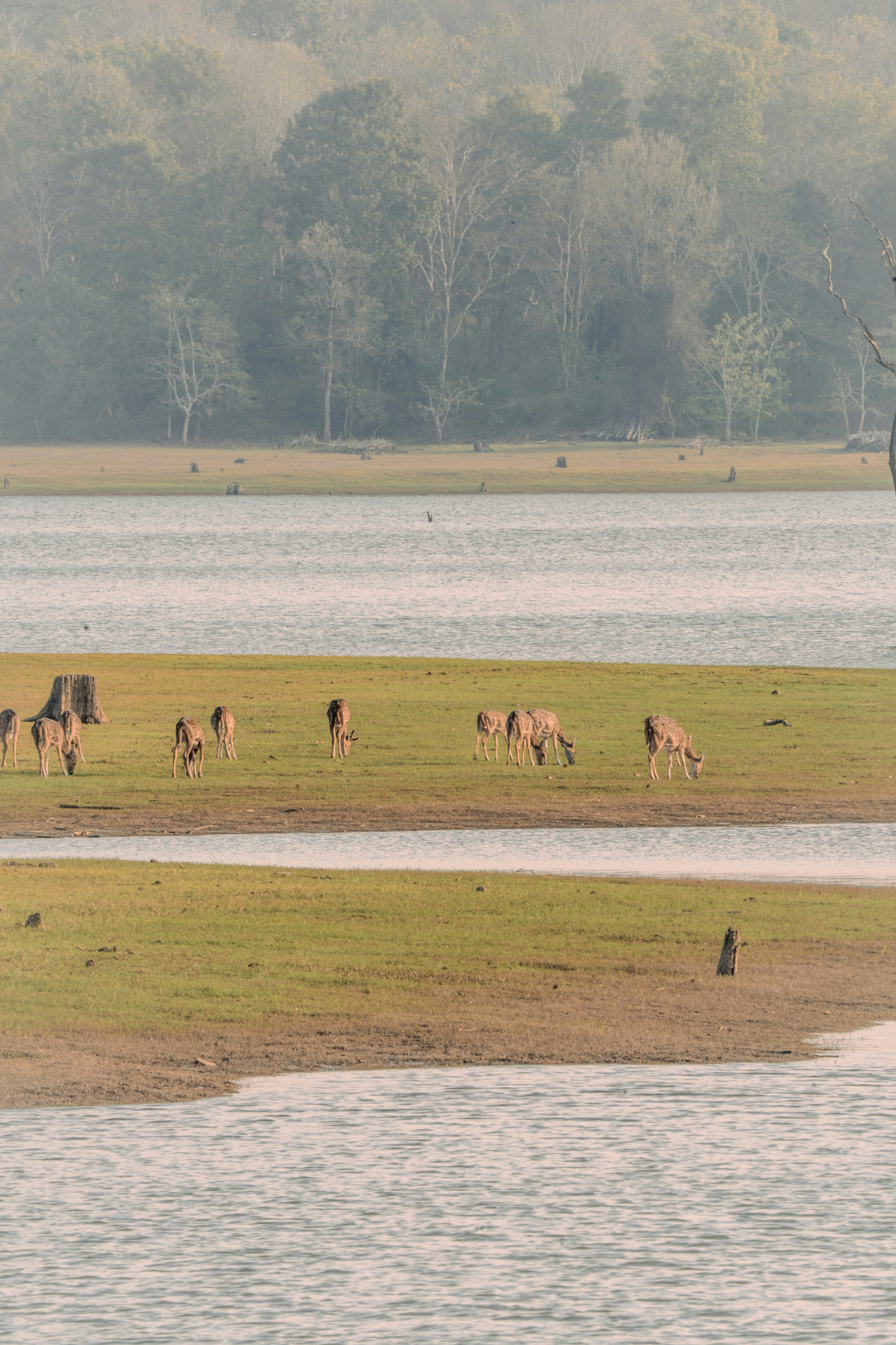 a herd of animals walking across a grass covered field