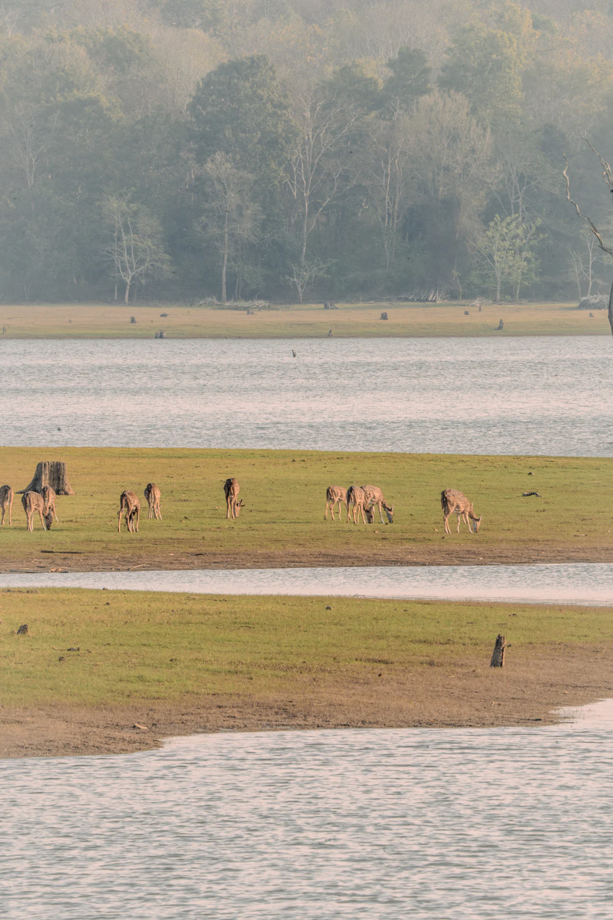 Nagarhole NP