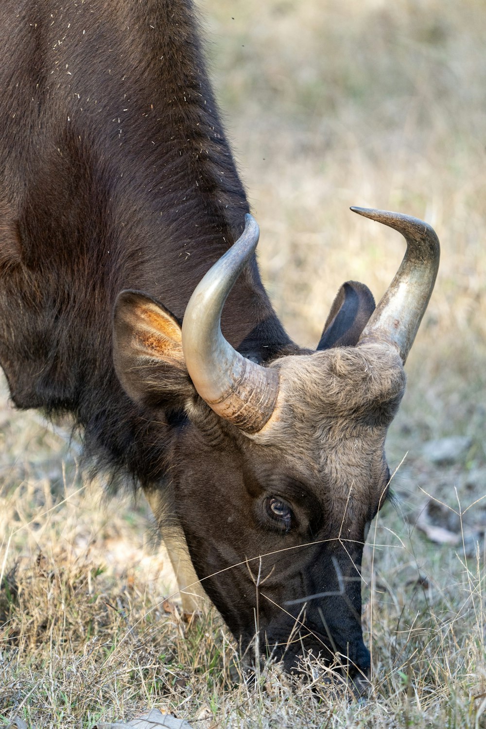 a bull with large horns grazing in a field