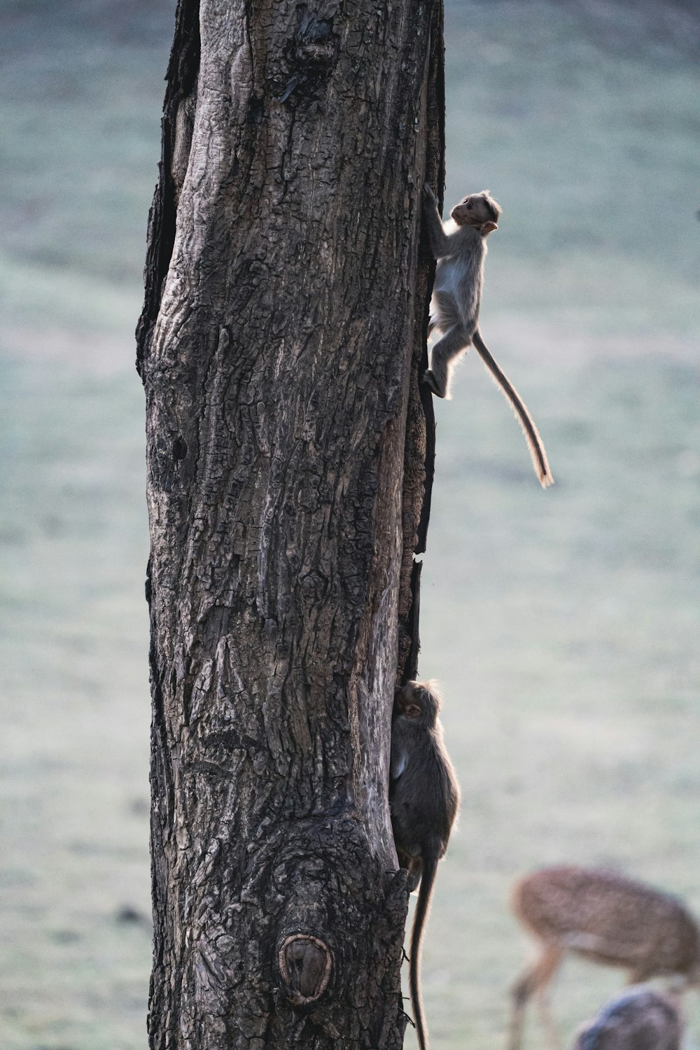 a group of monkeys climbing up a tree