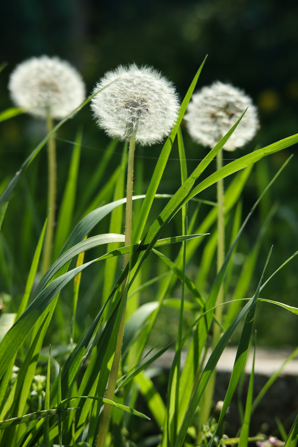 a bunch of dandelions that are in the grass