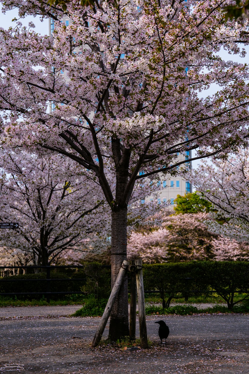 a tree with pink flowers in a park