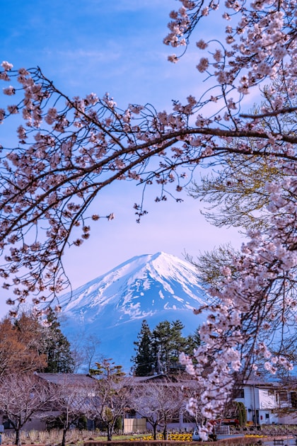 箱根・宮城野の桜と温泉 ── 早川沿いの桜並木から十七湯の名湯まで