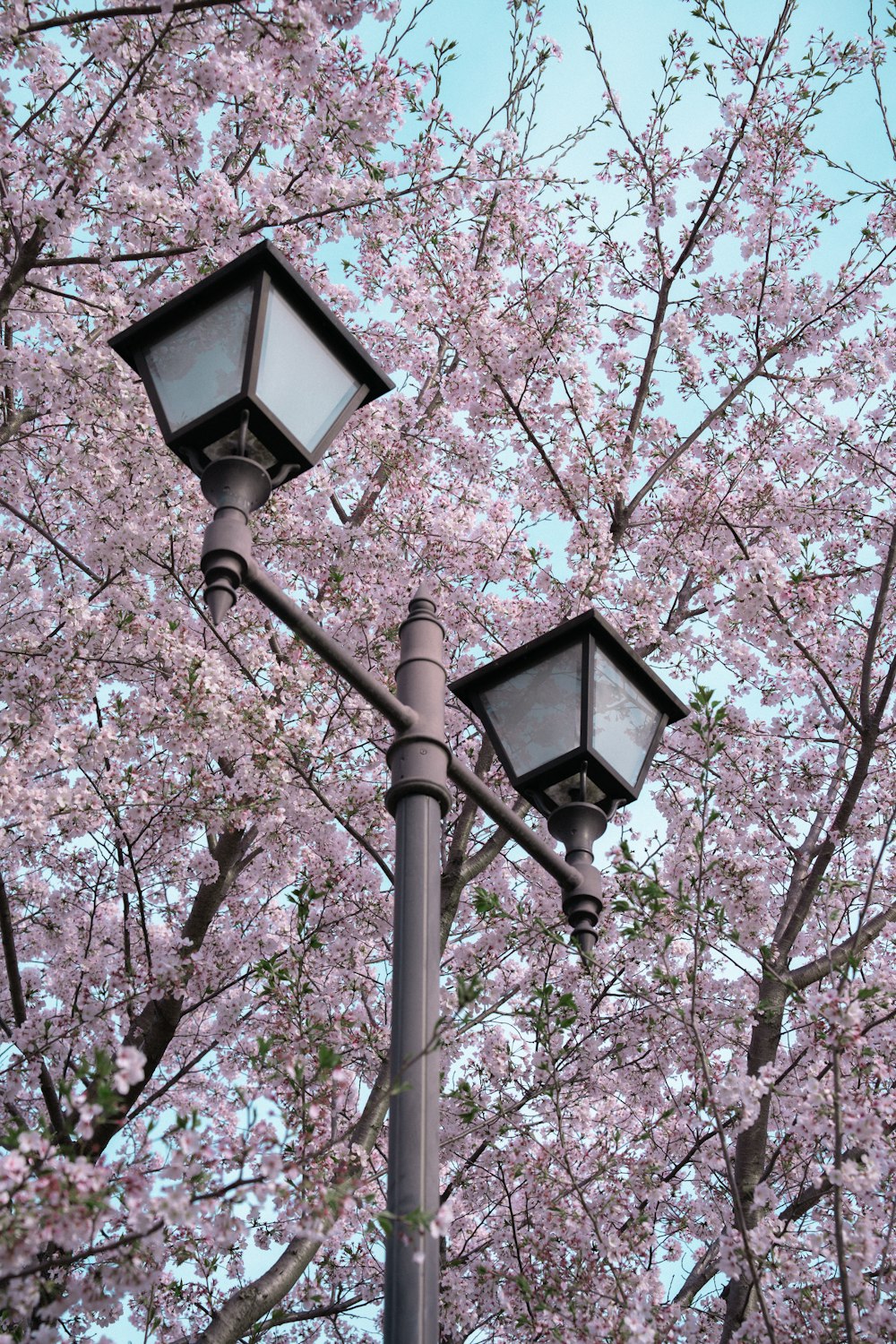 a lamp post with two street lights and a flowering tree in the background