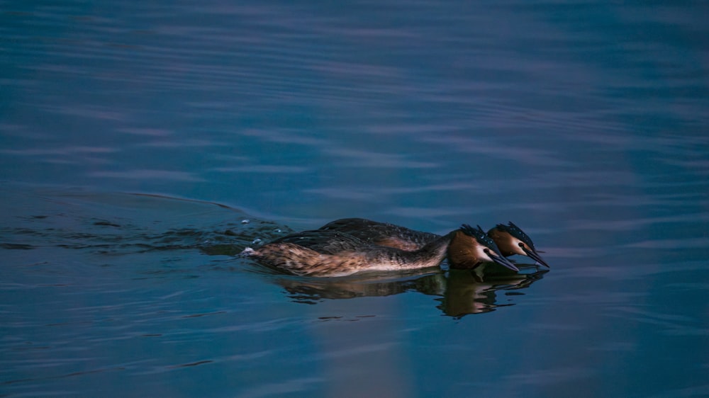 a duck floating on top of a body of water