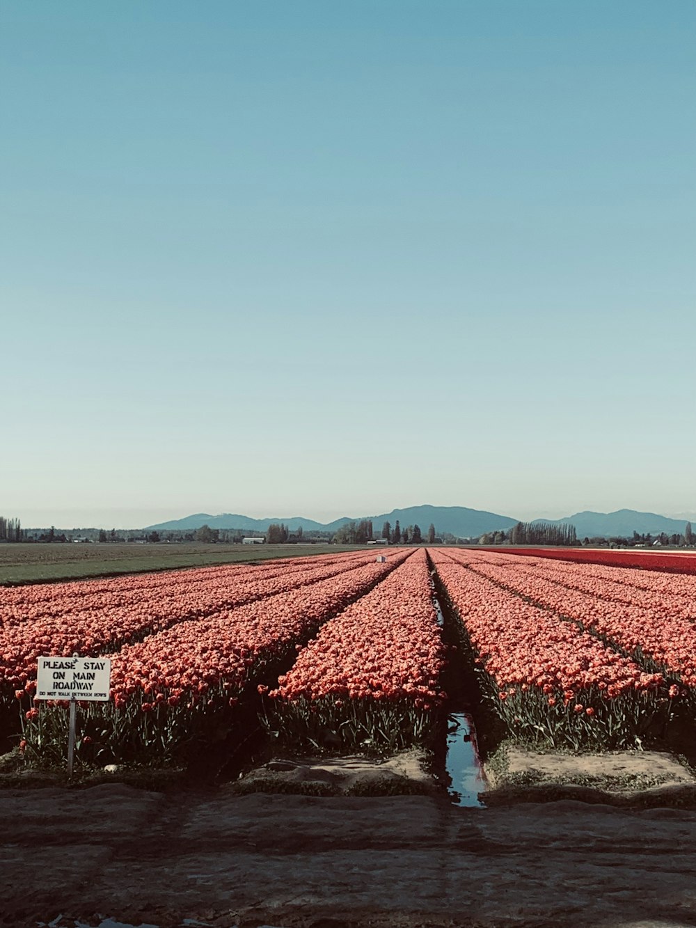 a field of flowers with a sign in the middle