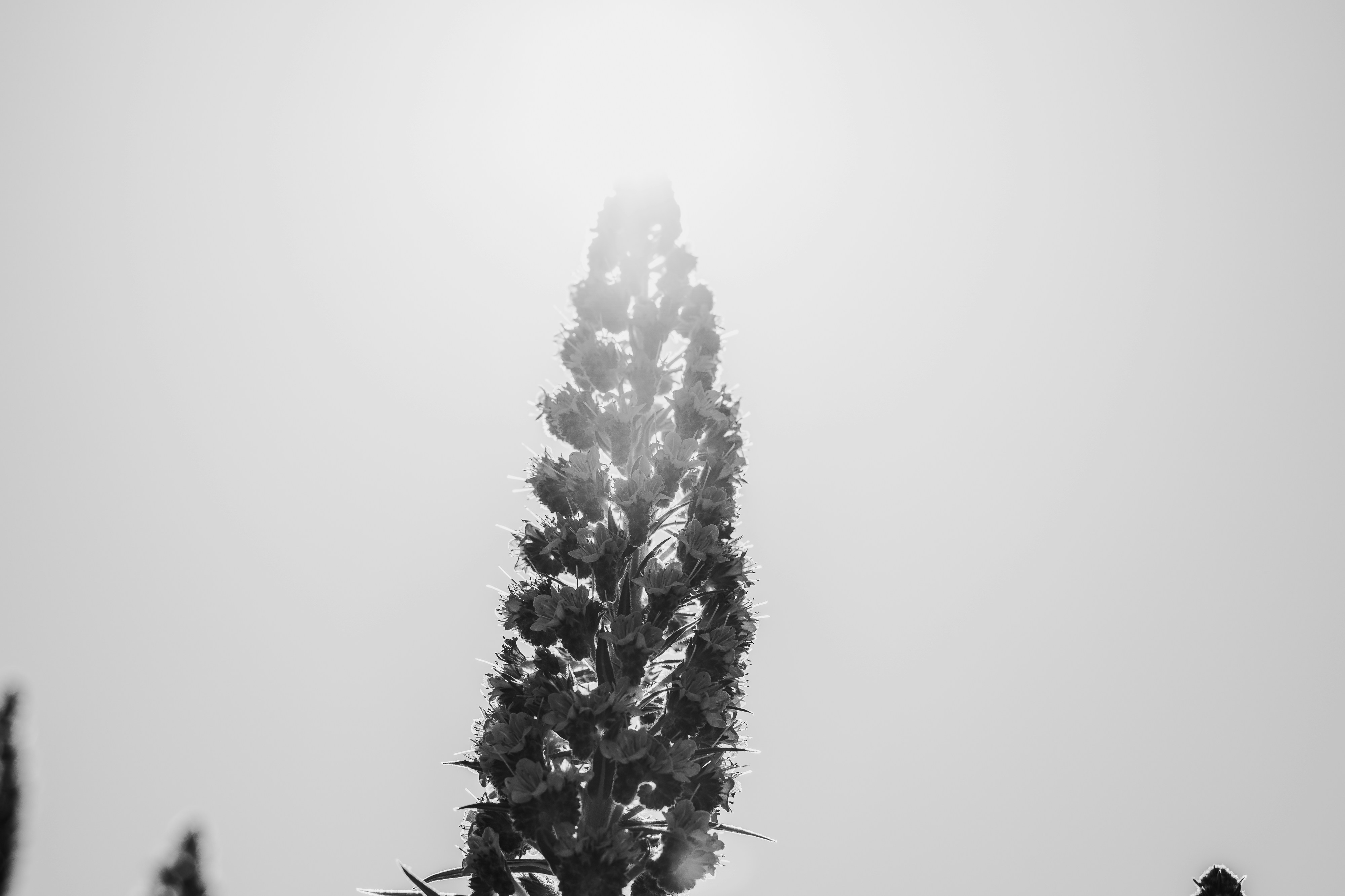 a black and white photo of a tall tree